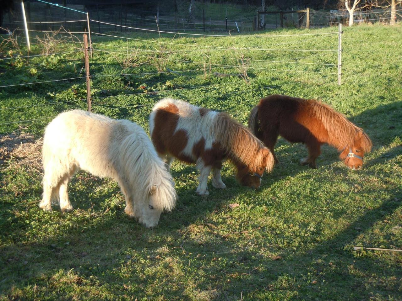 Whispering Spirit Holiday Cottages & Mini Ponies Franklin 外观 照片