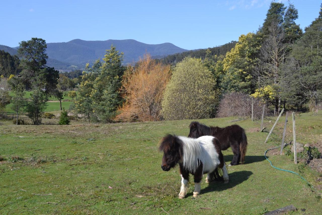 Whispering Spirit Holiday Cottages & Mini Ponies Franklin 外观 照片